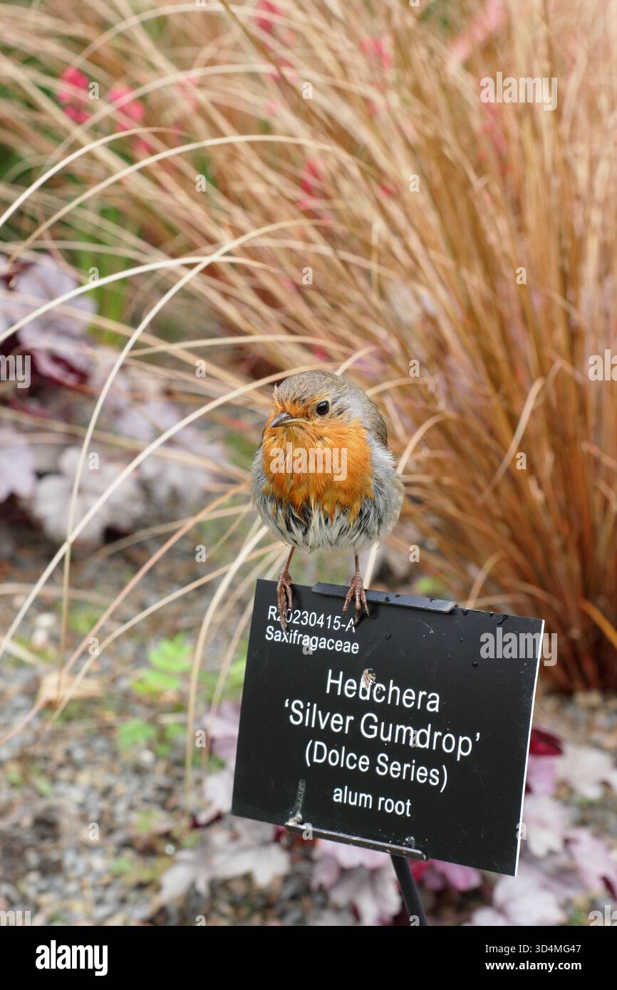 Erithacus rubecula. Oiseau rouge Robin perché sur un panneau de plante botanique au RHS Garden Rosemoor, Devon en été. ROYAUME-UNI. RHS faune, nature, oiseaux, Banque D'Images