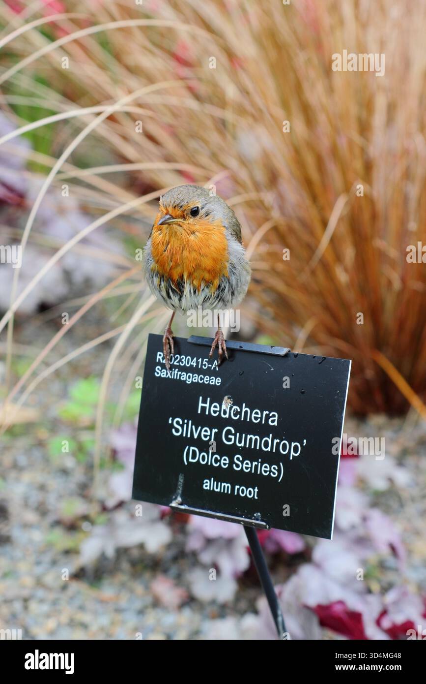 Erithacus rubecula. Oiseau rouge Robin perché sur un panneau de plante botanique au RHS Garden Rosemoor, Devon en été. ROYAUME-UNI. RHS faune, nature, oiseaux, Banque D'Images