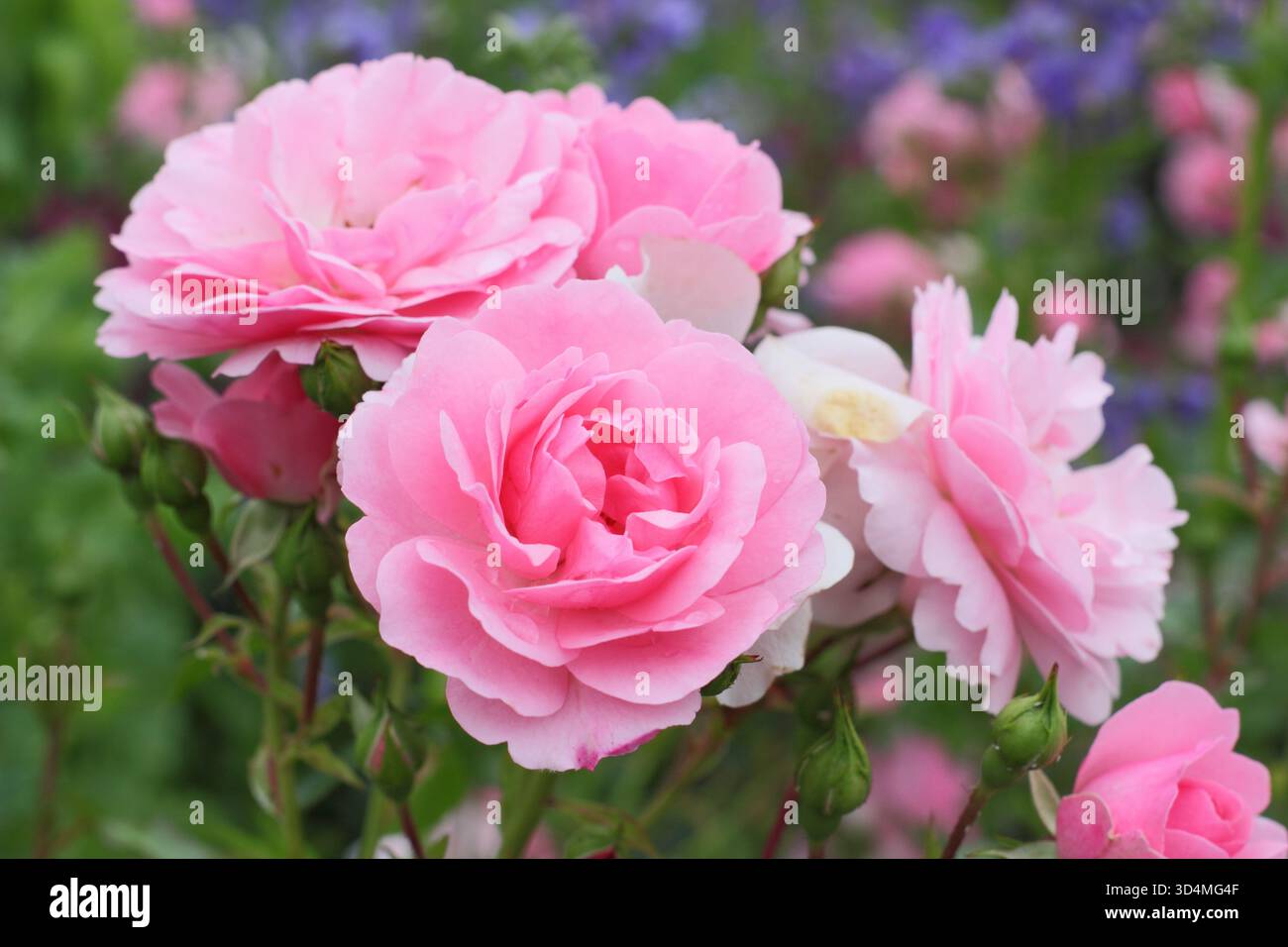 Rosa Bonica, une rose arbuste touffue avec des fleurs roses semi-doubles. Aussi connu sous le nom de Rosa Meidomonac. Banque D'Images