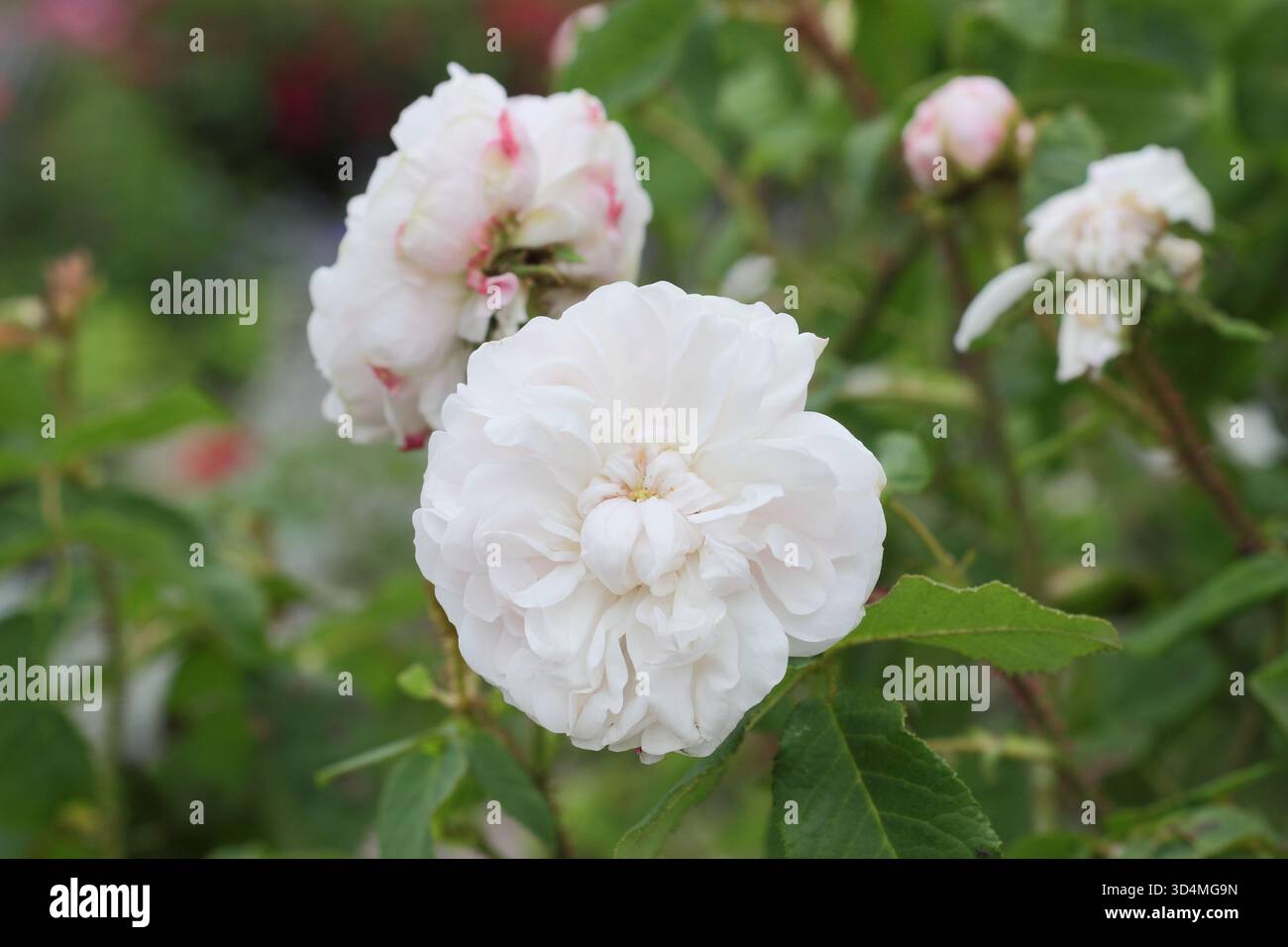 Rosa Comtesse de Murinais, une rose damassée aux fleurs doubles rose crémeuse. Aussi appelé Rosa White Moss. Banque D'Images