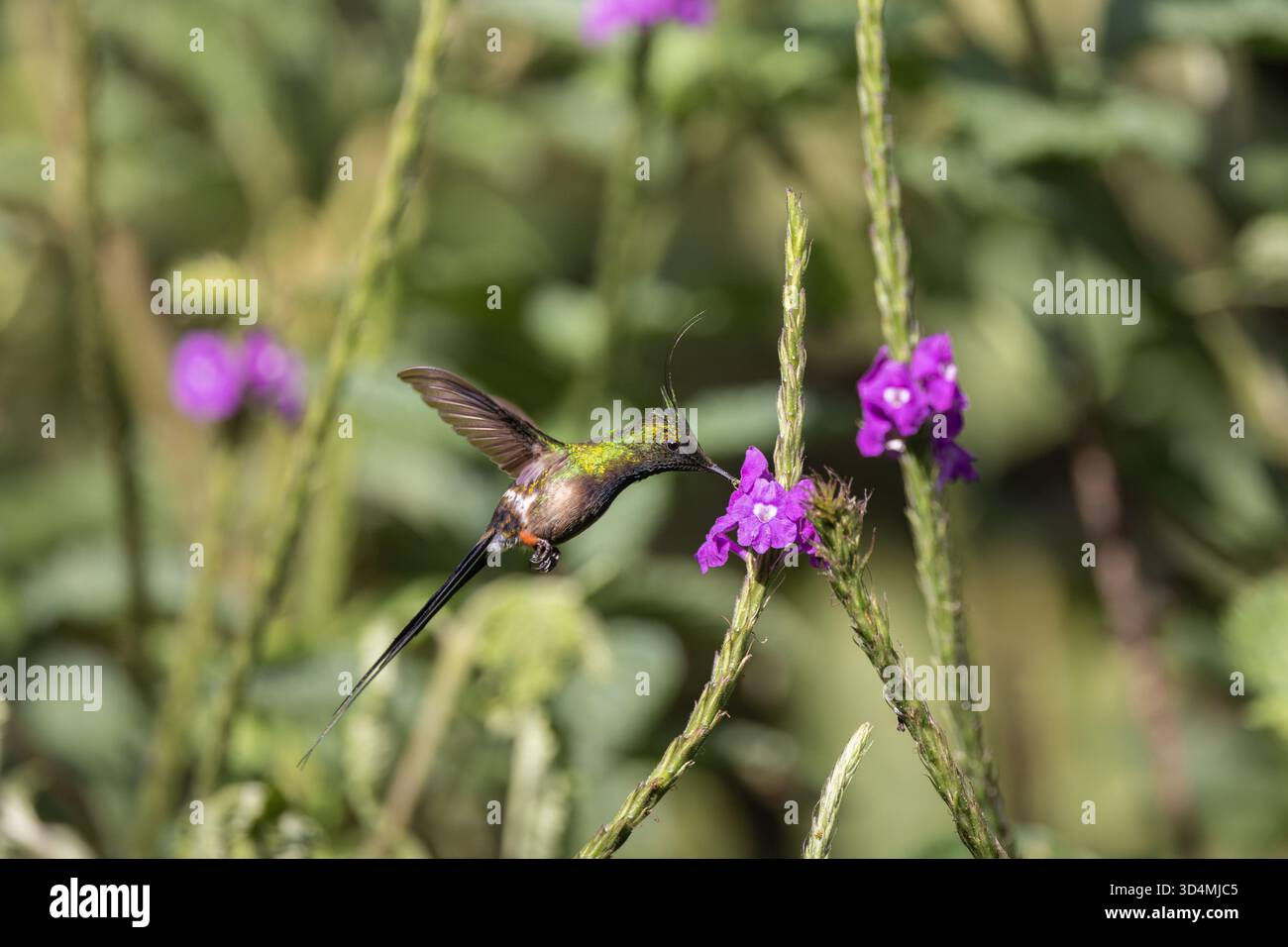 Colibri à queue d'épine à crête grillagée se nourrissant et perchant parmi les fleurs violettes dans la forêt nuageuse andine de l'Équateur. Banque D'Images