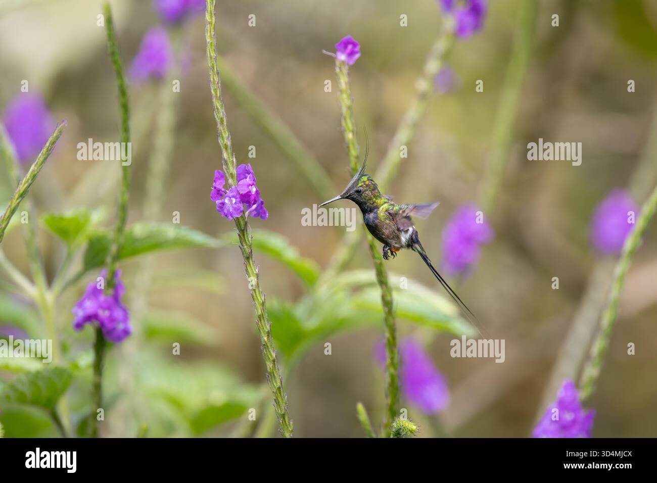 Colibri à queue d'épine à crête grillagée se nourrissant et perchant parmi les fleurs violettes dans la forêt nuageuse andine de l'Équateur. Banque D'Images