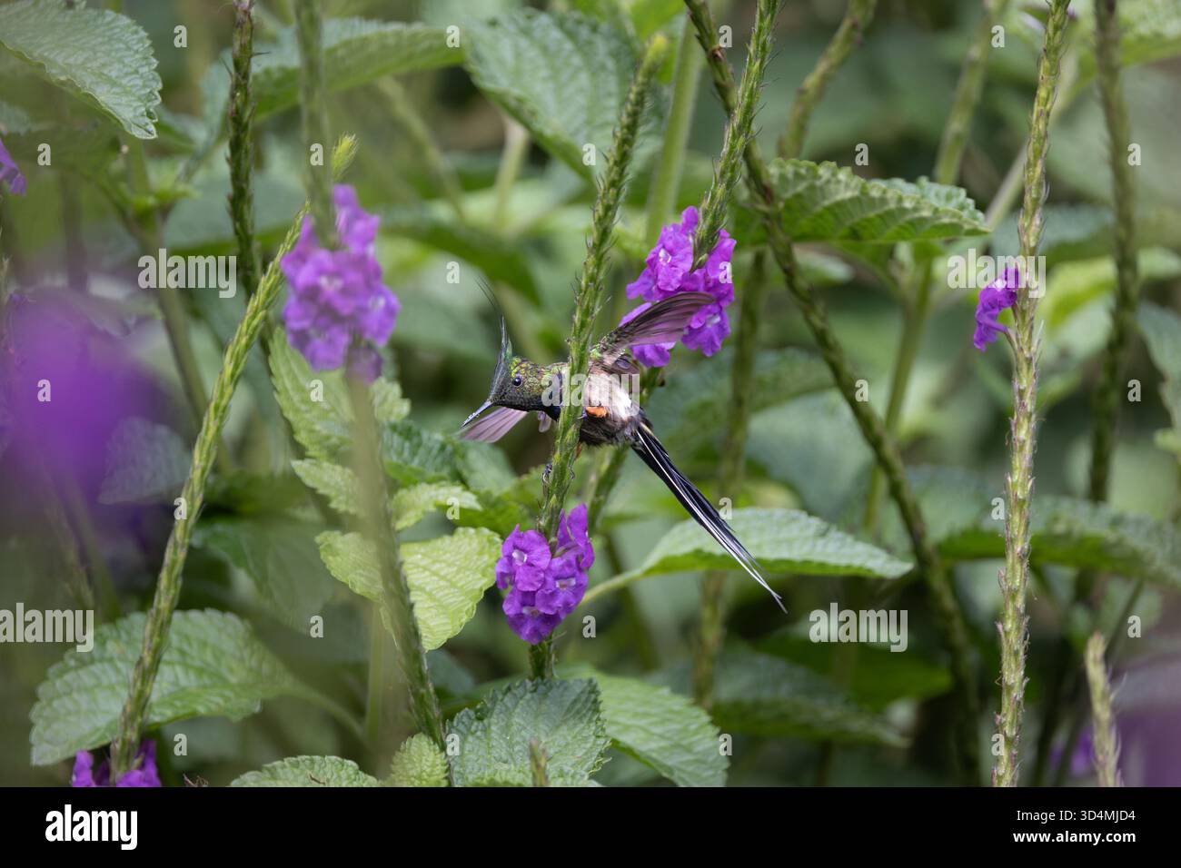 Colibri à queue d'épine à crête grillagée se nourrissant et perchant parmi les fleurs violettes dans la forêt nuageuse andine de l'Équateur. Banque D'Images