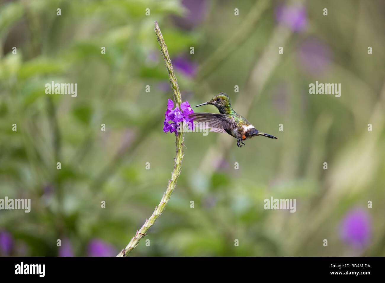 Colibri à queue d'épine à crête grillagée se nourrissant et perchant parmi les fleurs violettes dans la forêt nuageuse andine de l'Équateur. Banque D'Images