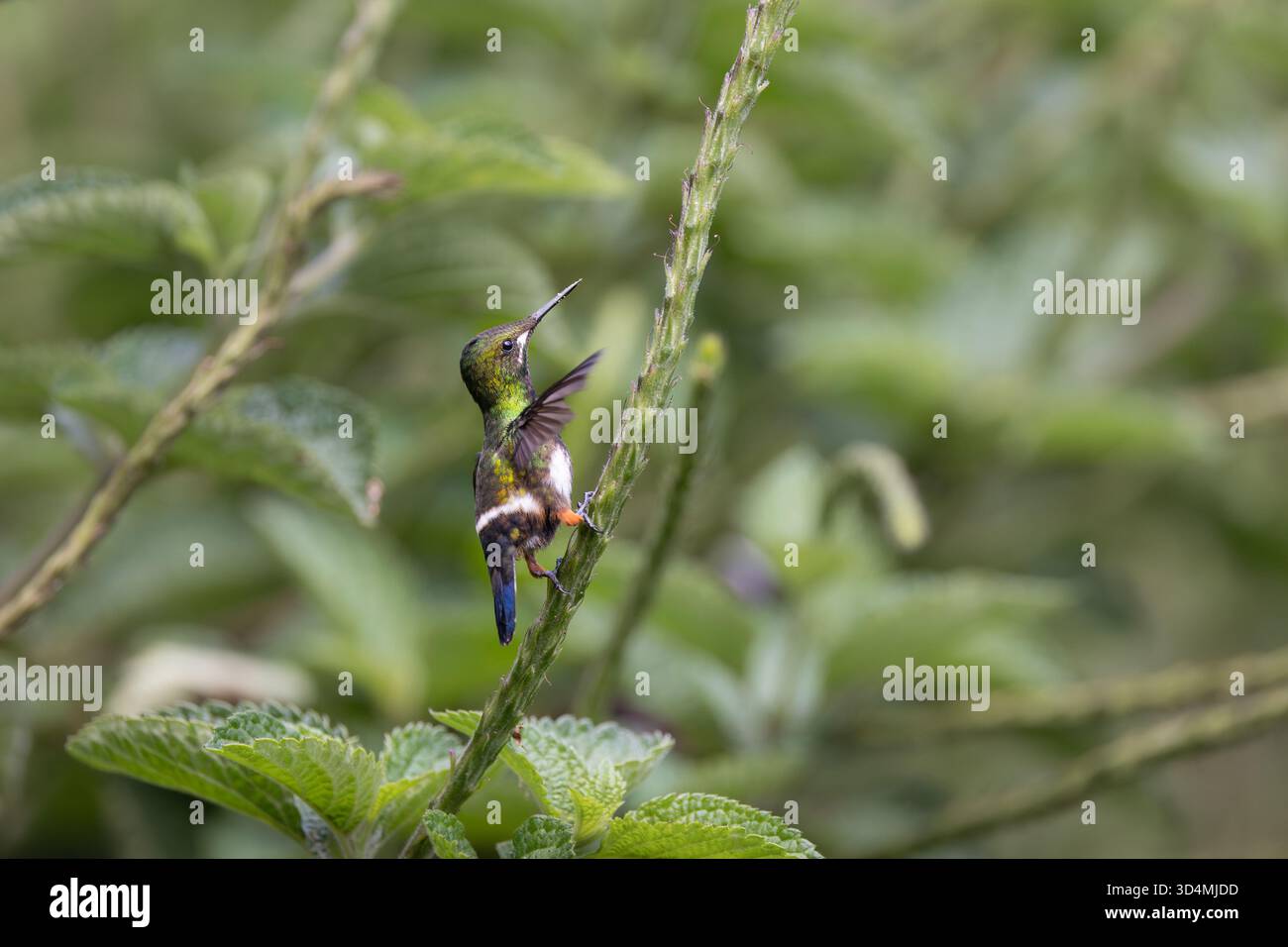 Colibri à queue d'épine à crête grillagée se nourrissant et perchant parmi les fleurs violettes dans la forêt nuageuse andine de l'Équateur. Banque D'Images