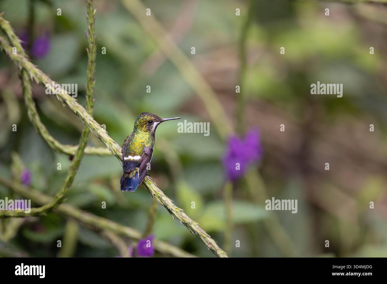 Colibri à queue d'épine à crête grillagée se nourrissant et perchant parmi les fleurs violettes dans la forêt nuageuse andine de l'Équateur. Banque D'Images