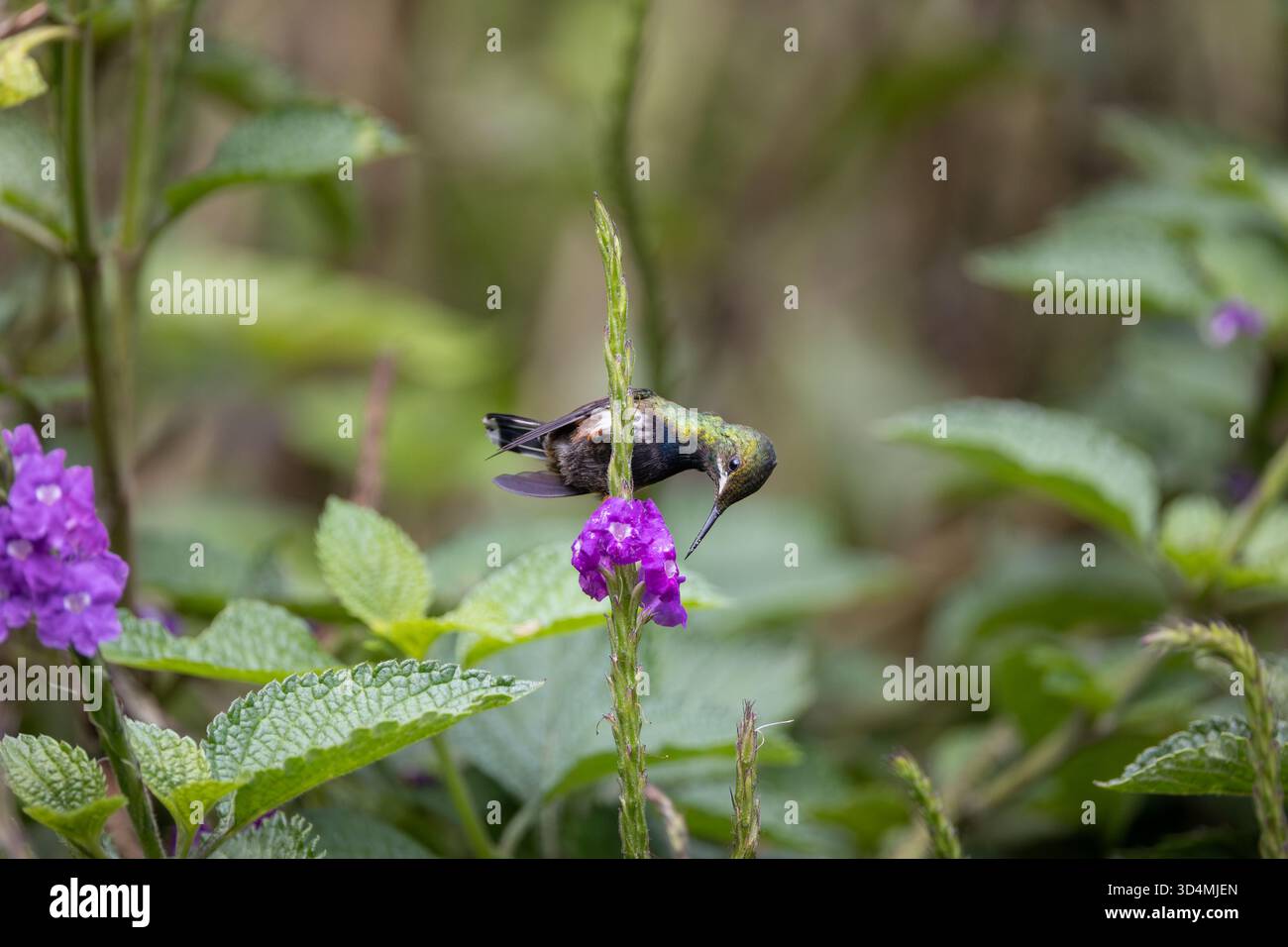 Colibri à queue d'épine à crête grillagée se nourrissant et perchant parmi les fleurs violettes dans la forêt nuageuse andine de l'Équateur. Banque D'Images