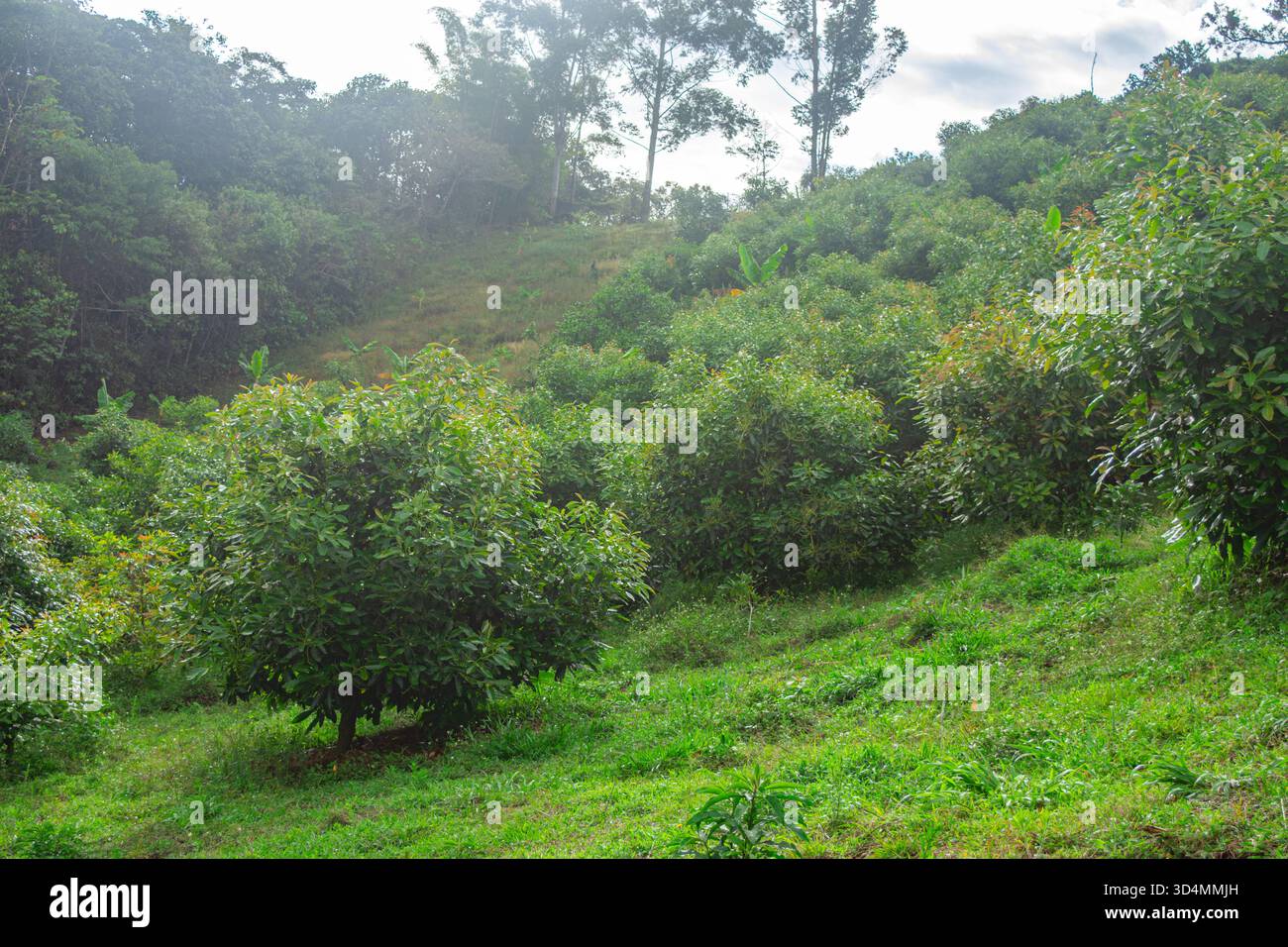 Avocats luxuriants dans un cadre naturel magnifique, mettant en valeur la flore vibrante de Popayán, Cauca, Colombie. Banque D'Images