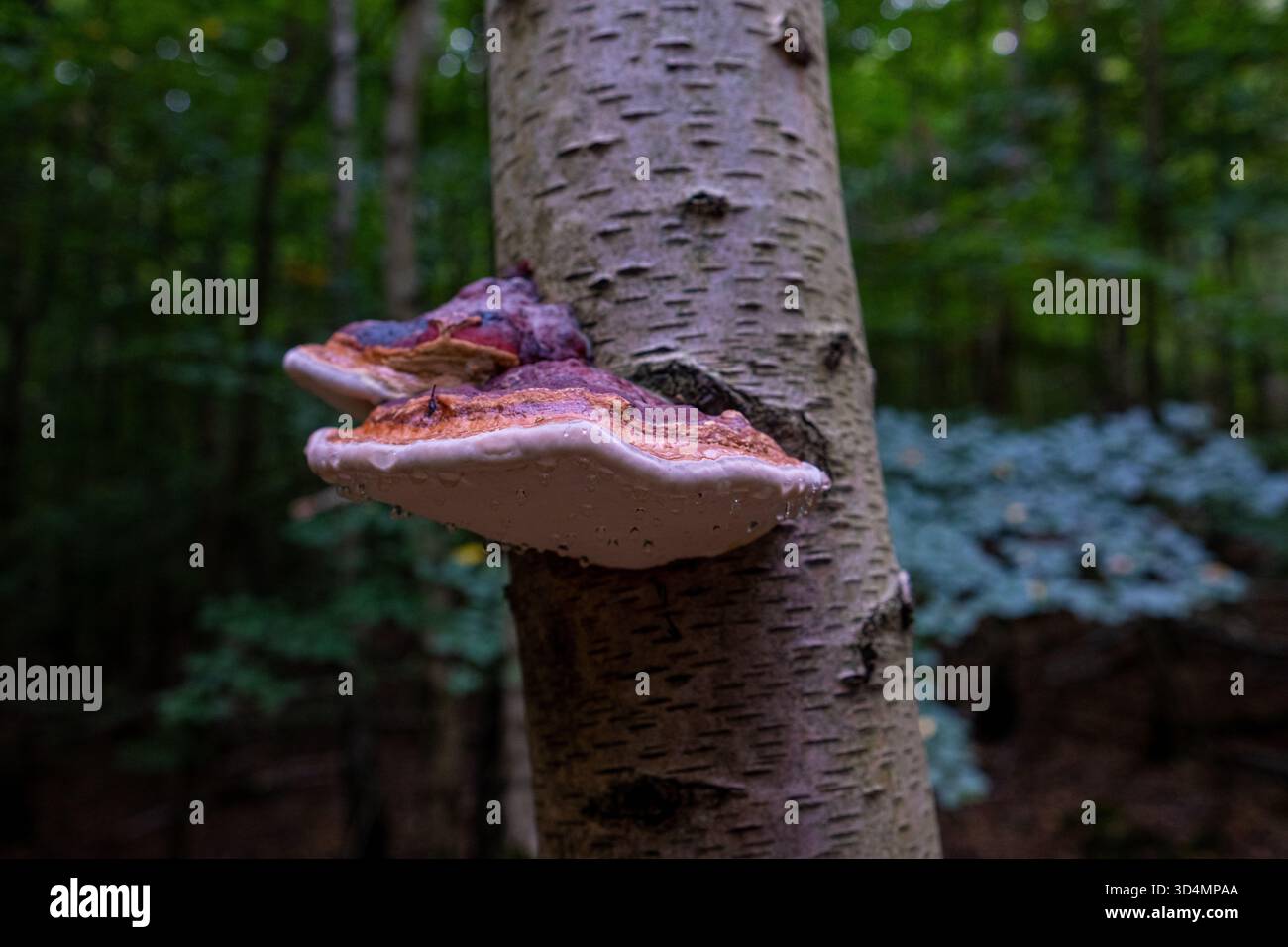 Un beau champignon Chaga (Inonotus obliquus) pousse dans la forêt sur un tronc de bouleau. Un champignon Inonotus muscaria avec des gouttes d'eau ou de rosée dedans Banque D'Images