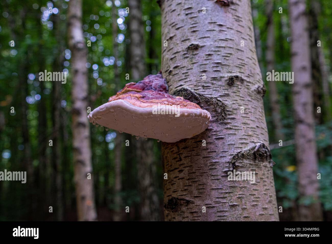 Un beau champignon Chaga (Inonotus obliquus) pousse dans la forêt sur un tronc de bouleau. Un champignon Inonotus muscaria avec des gouttes d'eau ou de rosée dedans Banque D'Images