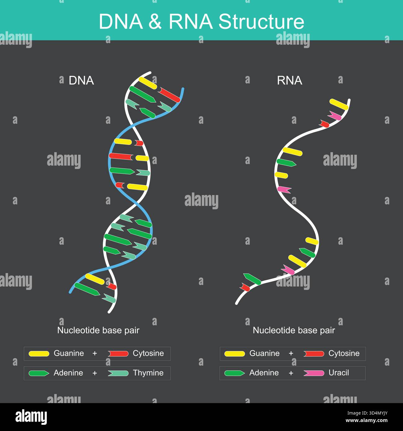 Ce diagramme montre les différences fondamentales entre les structures de l'ADN et de l'ARN. Illustration de Vecteur