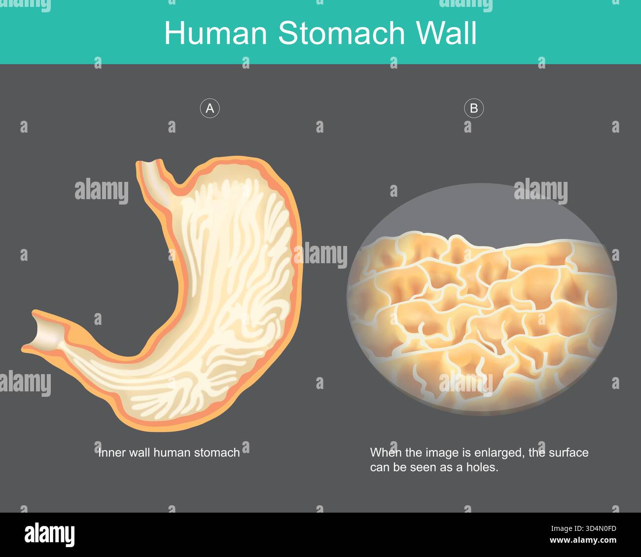 Anatomie de la paroi de l'estomac humain. Ce diagramme illustre l'anatomie interne de la paroi de l'estomac humain. À gauche (A) Illustration de Vecteur
