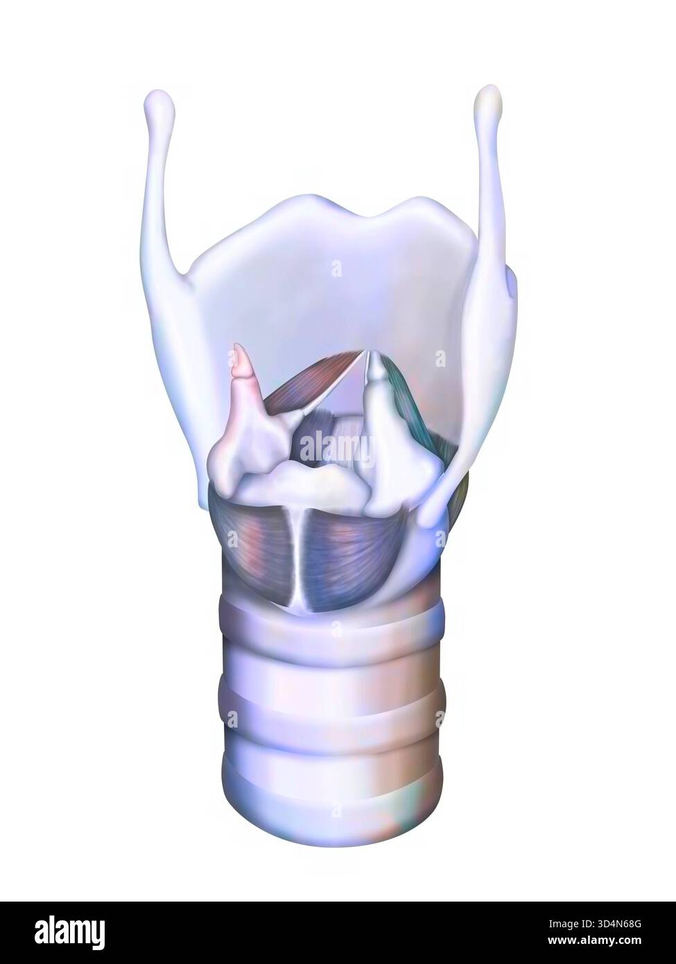 Anatomie de la vue postérieure du larynx. Larynx 016240 204 Banque D'Images