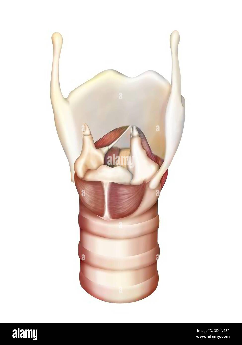 Anatomie de la vue postérieure du larynx. Larynx 016240 203 Banque D'Images