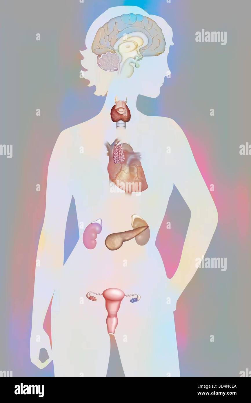 Système endocrinien féminin : glande pinéale, hypothalamus, hypophyse, glande thyroïde, thymus, glandes surrénales, pancréas, ovaires. Glande endocrine 016240 Banque D'Images
