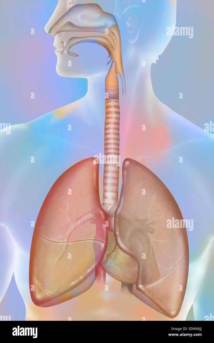 Respiration. Poumon 016240 262 Banque D'Images