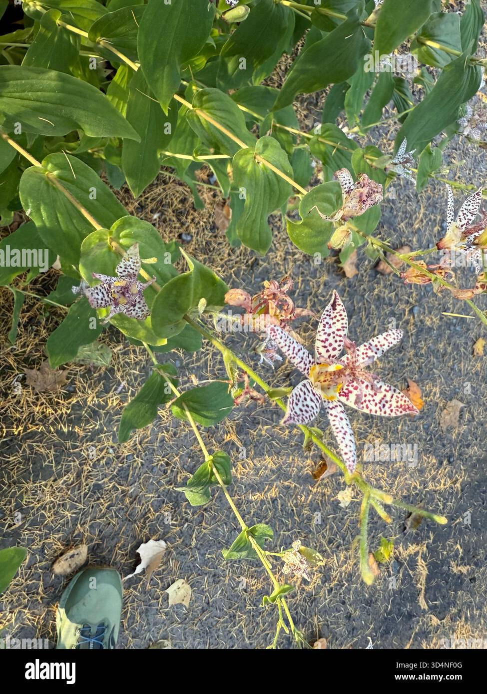 Tricyrtis hirta (Hototogisu-sou), le lis du crapaud ou le lis poilu du crapaud Banque D'Images