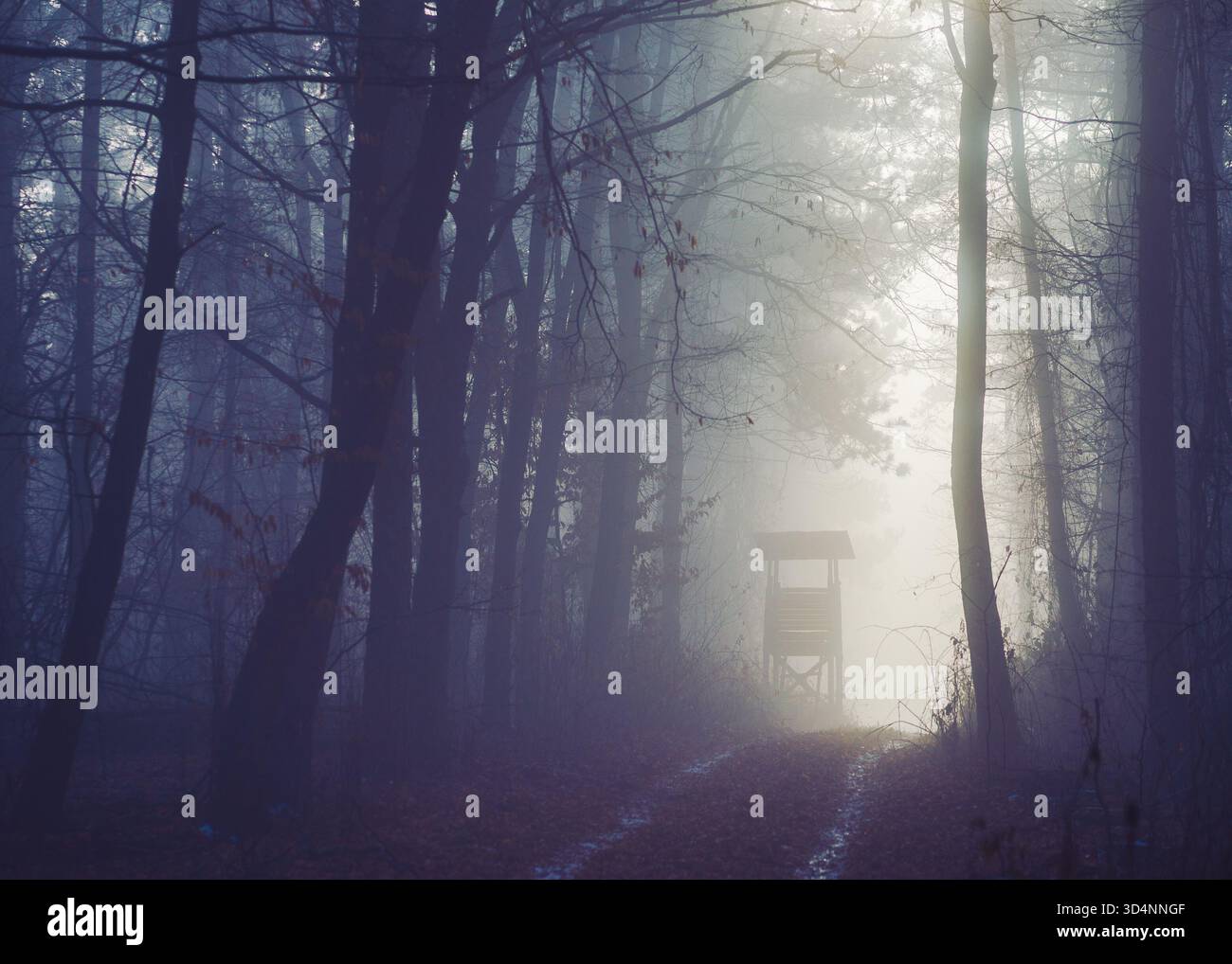 Paysage hivernal brumeux avec chemin dans la forêt effrayante. Forêt d'Illak, Pannonhalma en Hongrie. Brouillard matinal dans la forêt hongroise sombre et profonde. Banque D'Images