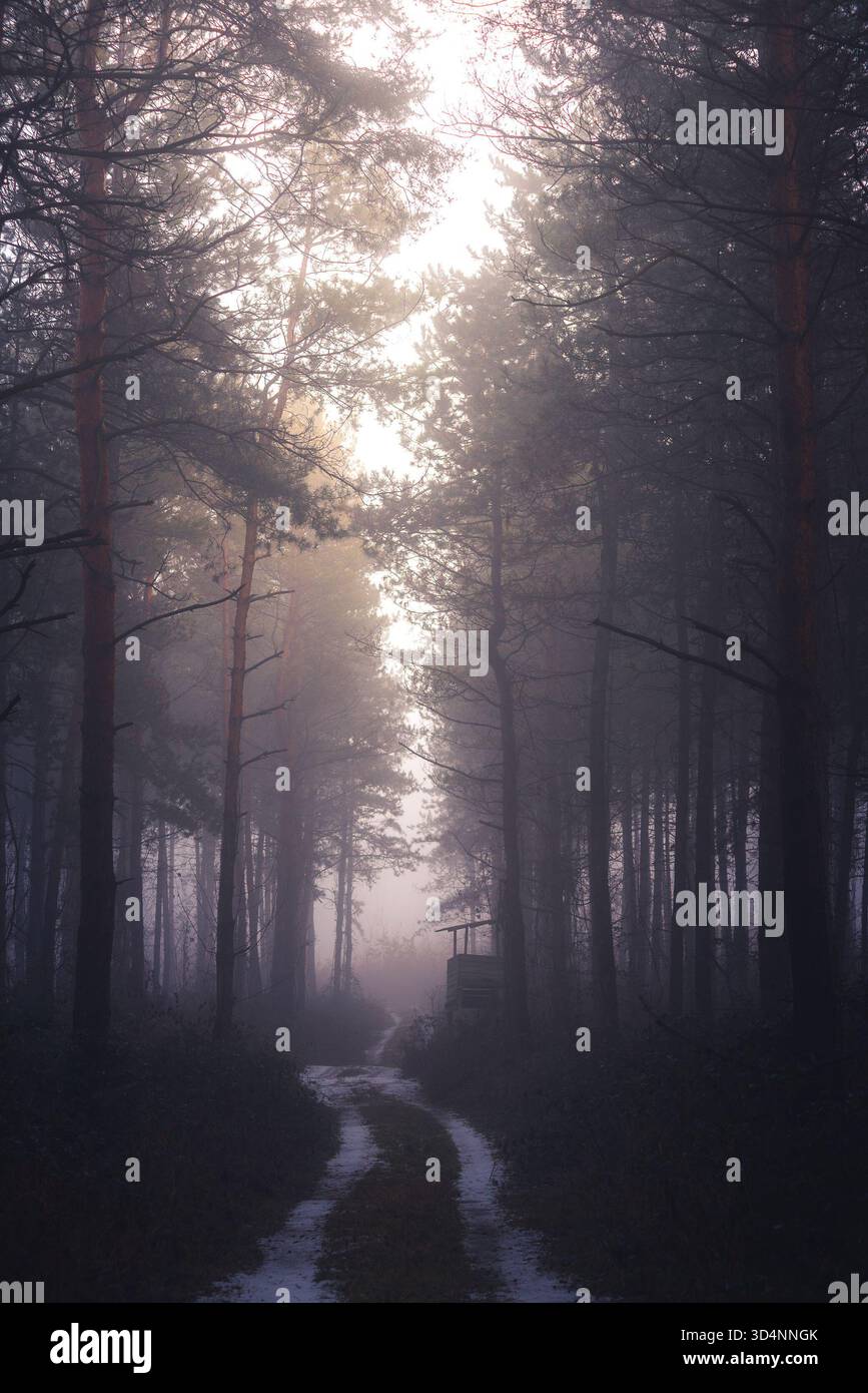 Paysage hivernal brumeux avec chemin dans la forêt effrayante. Forêt d'Illak, Pannonhalma en Hongrie. Brouillard matinal dans la forêt hongroise sombre et profonde. Banque D'Images