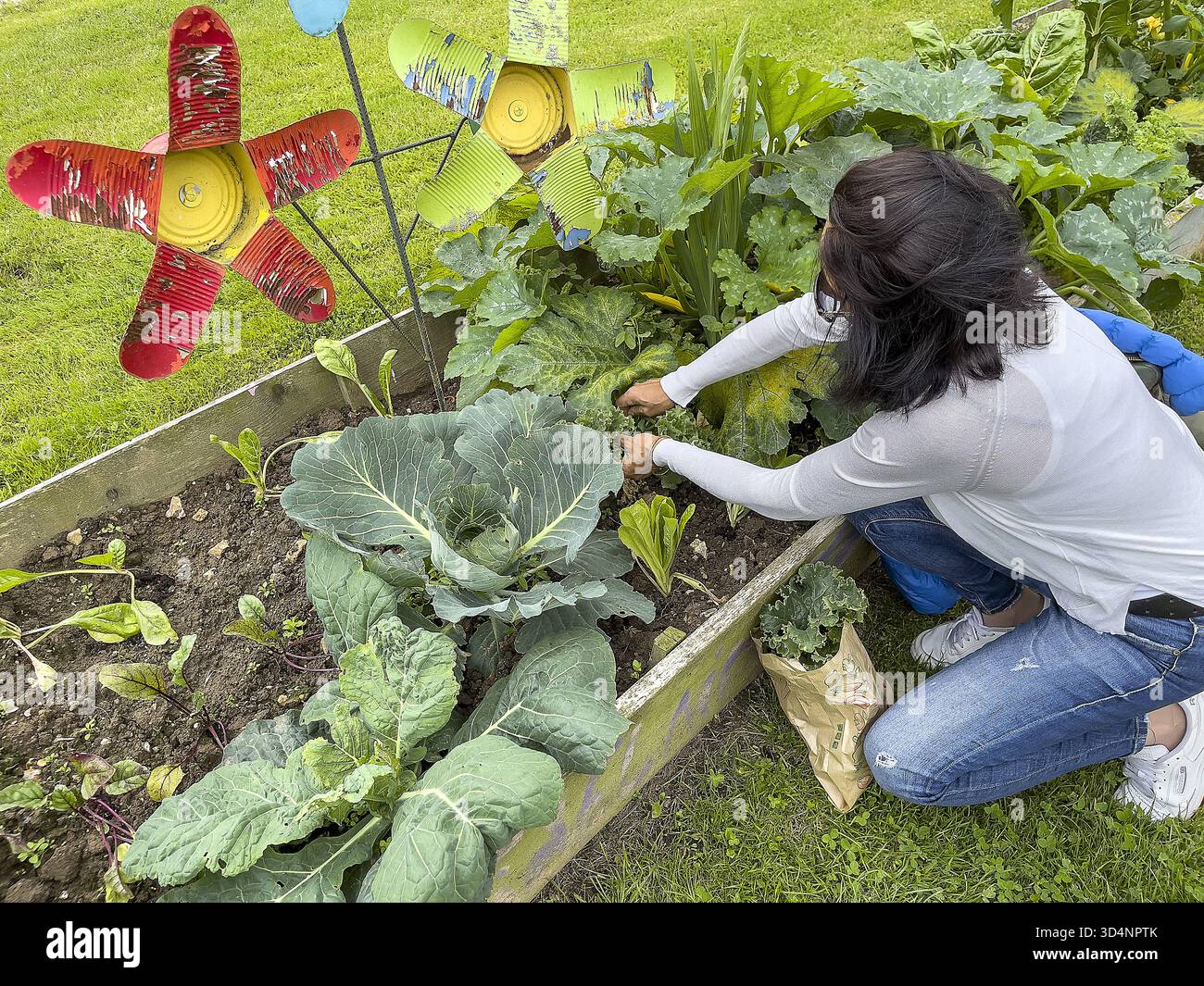 Femme cueillant des légumes gratuits au Fidelaire, Eure, France. Banque D'Images