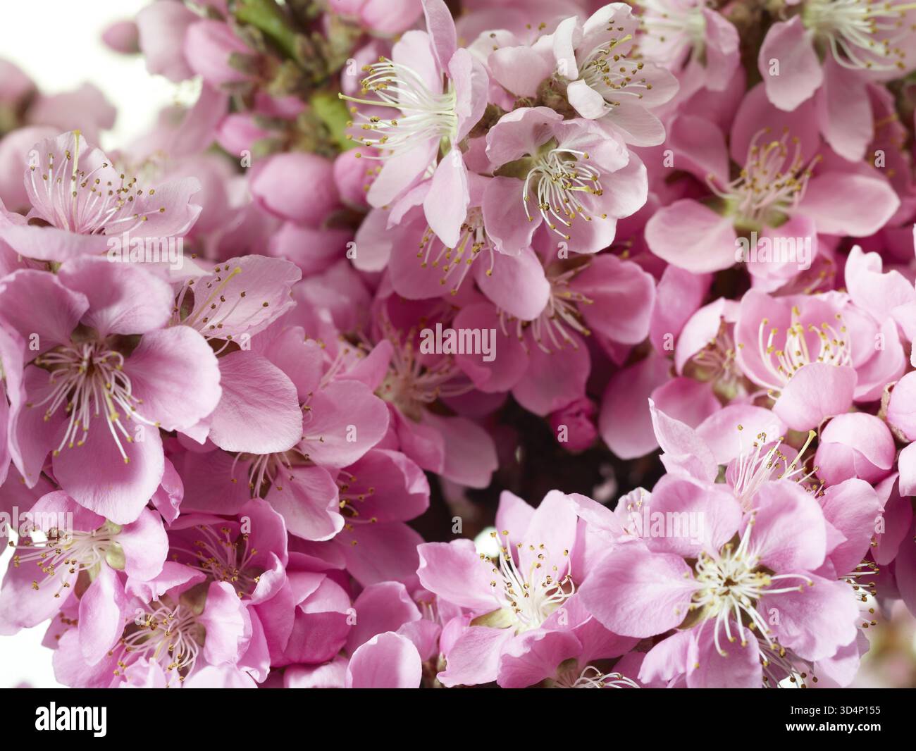 Fleurs de nectarine (Prunus persica var. nucipersica) Banque D'Images