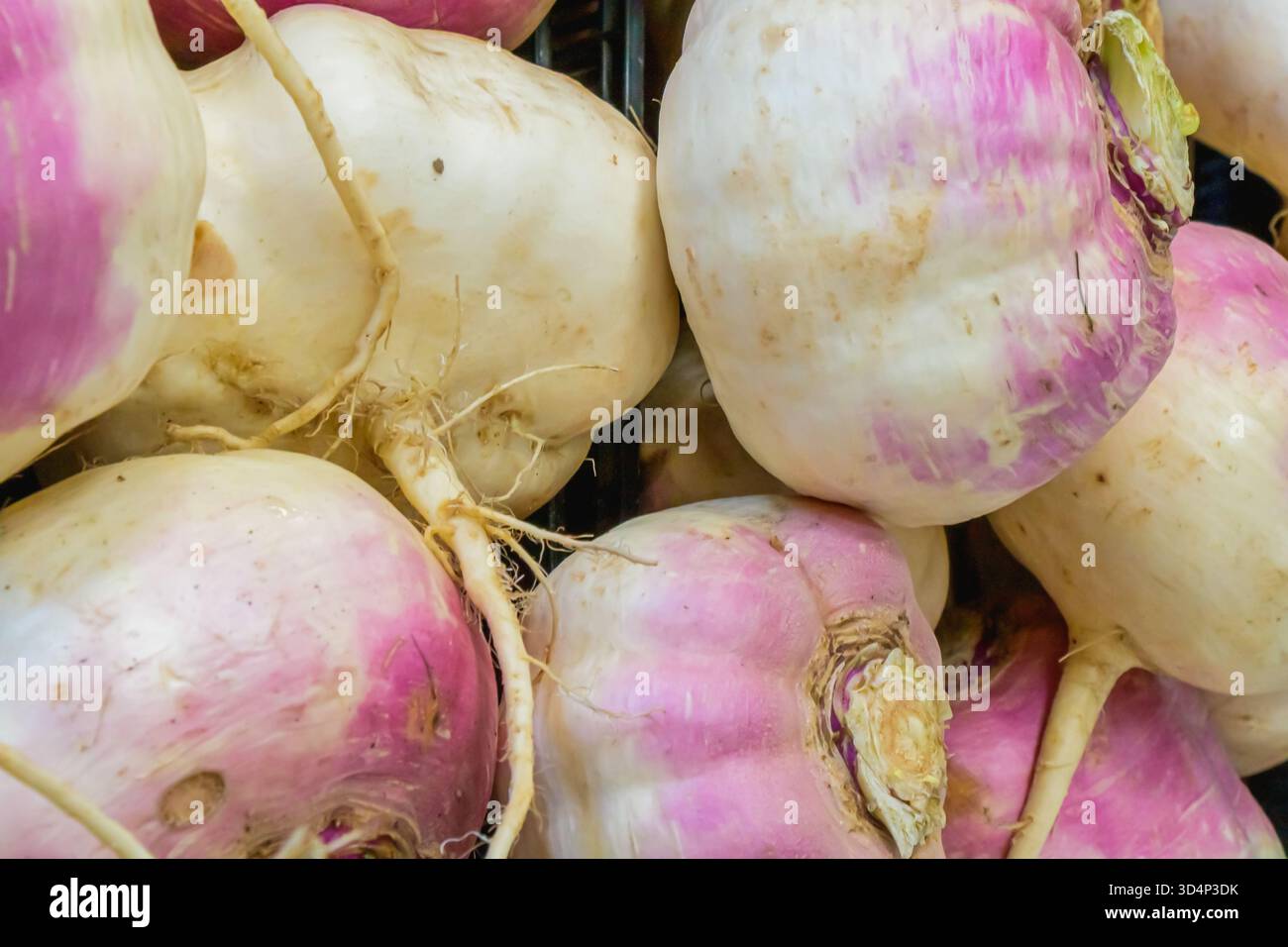 Un tas de navets fraîchement récoltés avec des sommets roses et des racines blanches exposés sur un marché local. La texture terreuse et les tons naturels reflètent les Fresnes Banque D'Images
