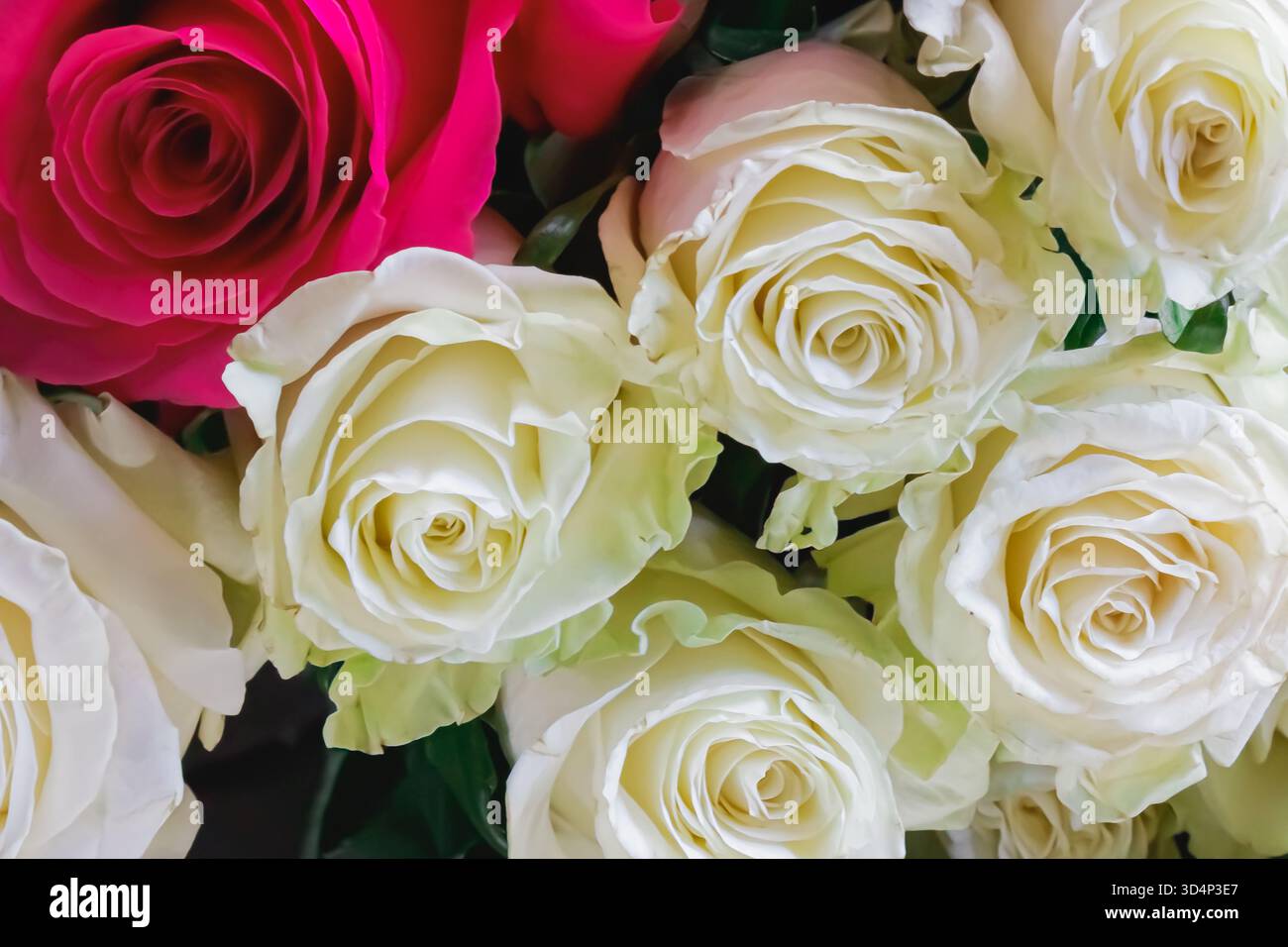 Un gros plan de roses blanches et rouges en fleurs formant un bouquet gracieux. Les pétales doux, les tons naturels et la lumière douce évoquent des sentiments d'amour, celebr Banque D'Images