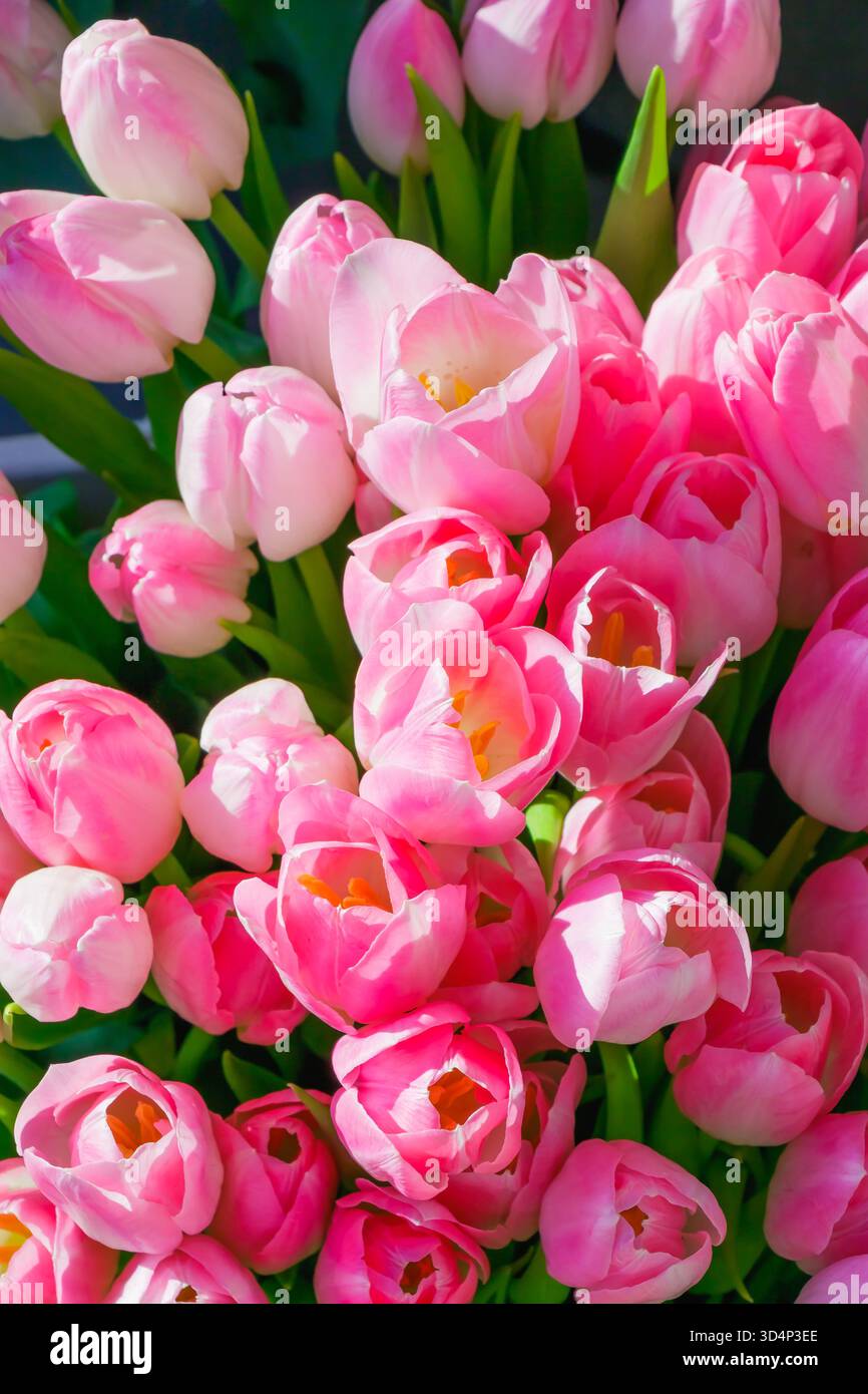 Un amas de tulipes roses en pleine floraison brille sous la lumière naturelle du soleil. Les pétales doux, les dégradés doux et les feuilles vertes luxuriantes reflètent la vitalité, l'amour, Banque D'Images