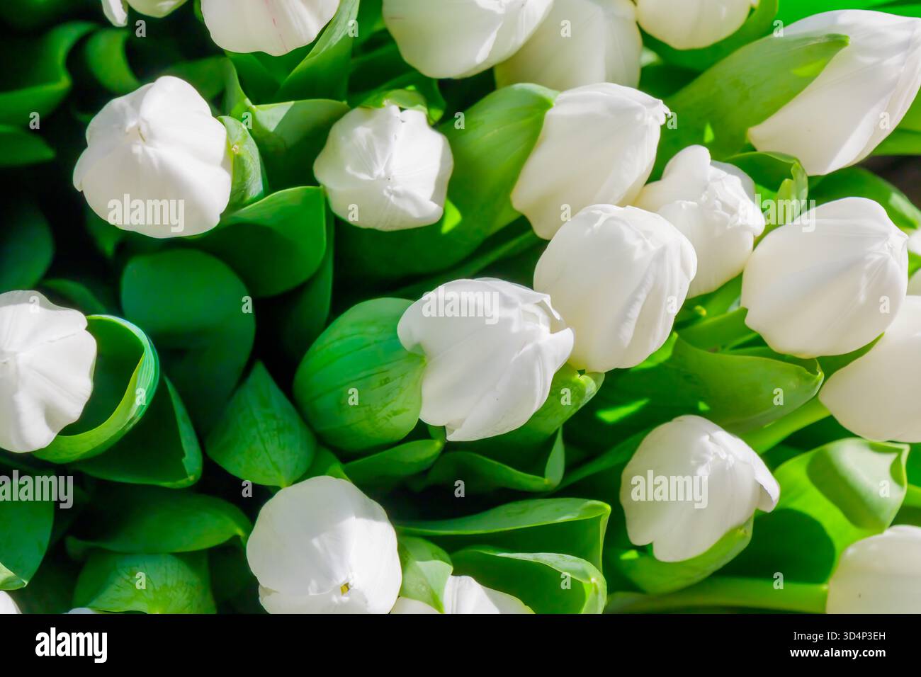 Élégantes tulipes blanches aux pétales lisses et aux riches feuilles vertes se prélassent à la lumière naturelle du soleil. Les tons doux et le contraste délicat évoquent la pureté, le renouvellement, un Banque D'Images