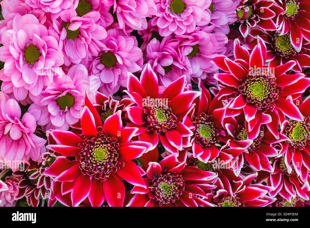 Un gros plan de chrysanthèmes rouges et roses en fleurs disposés ensemble dans un bouquet vif. Les pétales lumineux et les textures riches capturent la gaieté, col Banque D'Images