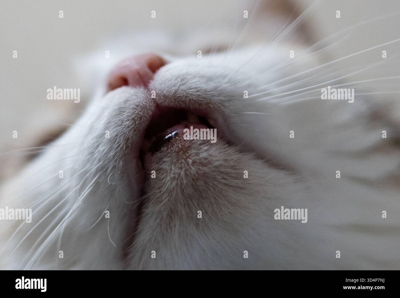 Gros plan du nez mignon d'un chat Banque D'Images