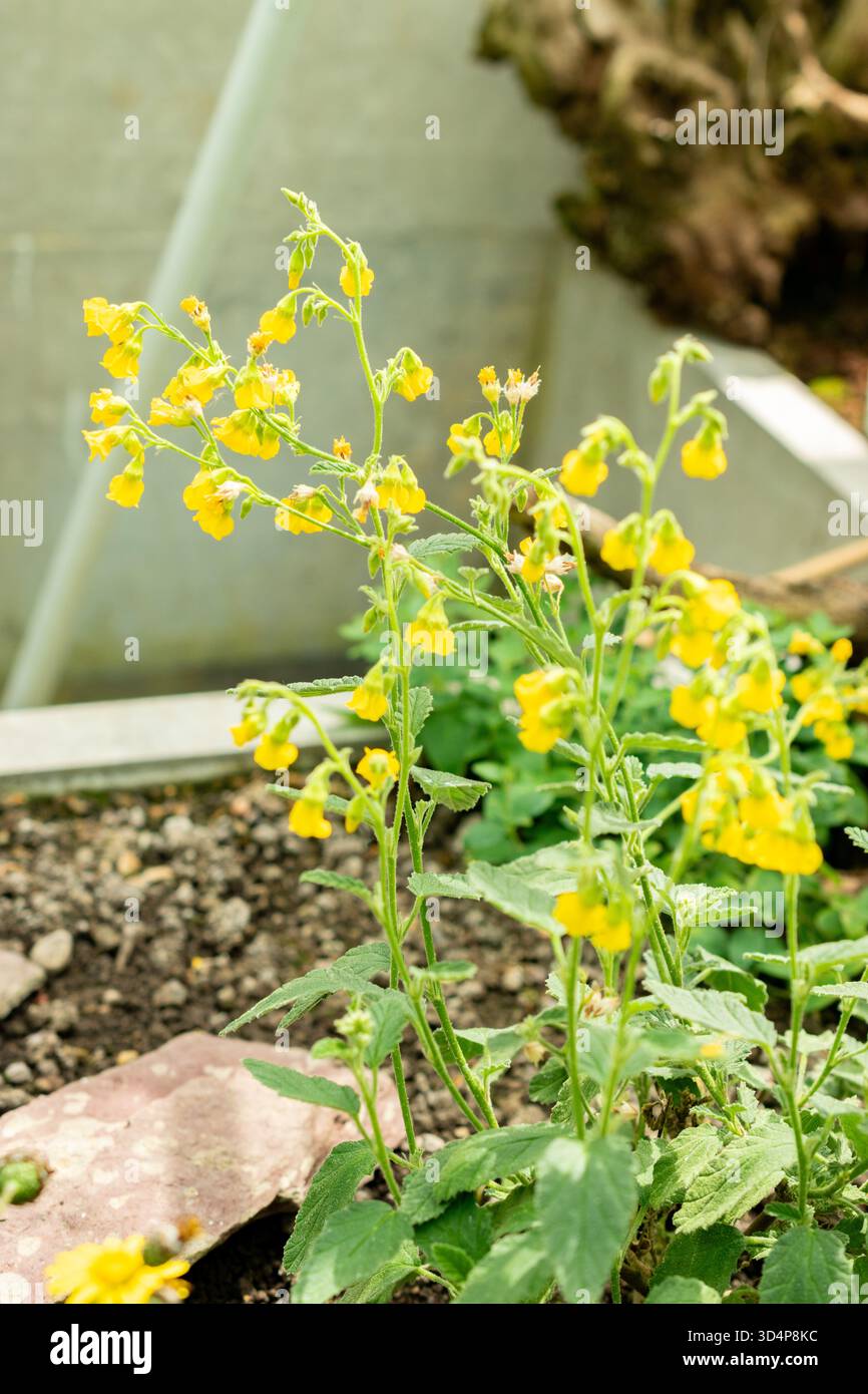 Saint-Gall, Suisse, 13 juin 2025 plante Hermannia incana au jardin botanique Banque D'Images
