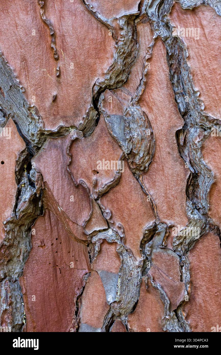 Vue rapprochée de l'écorce rougeâtre rugueuse d'un pin noir Corse Pinus nigra Banque D'Images