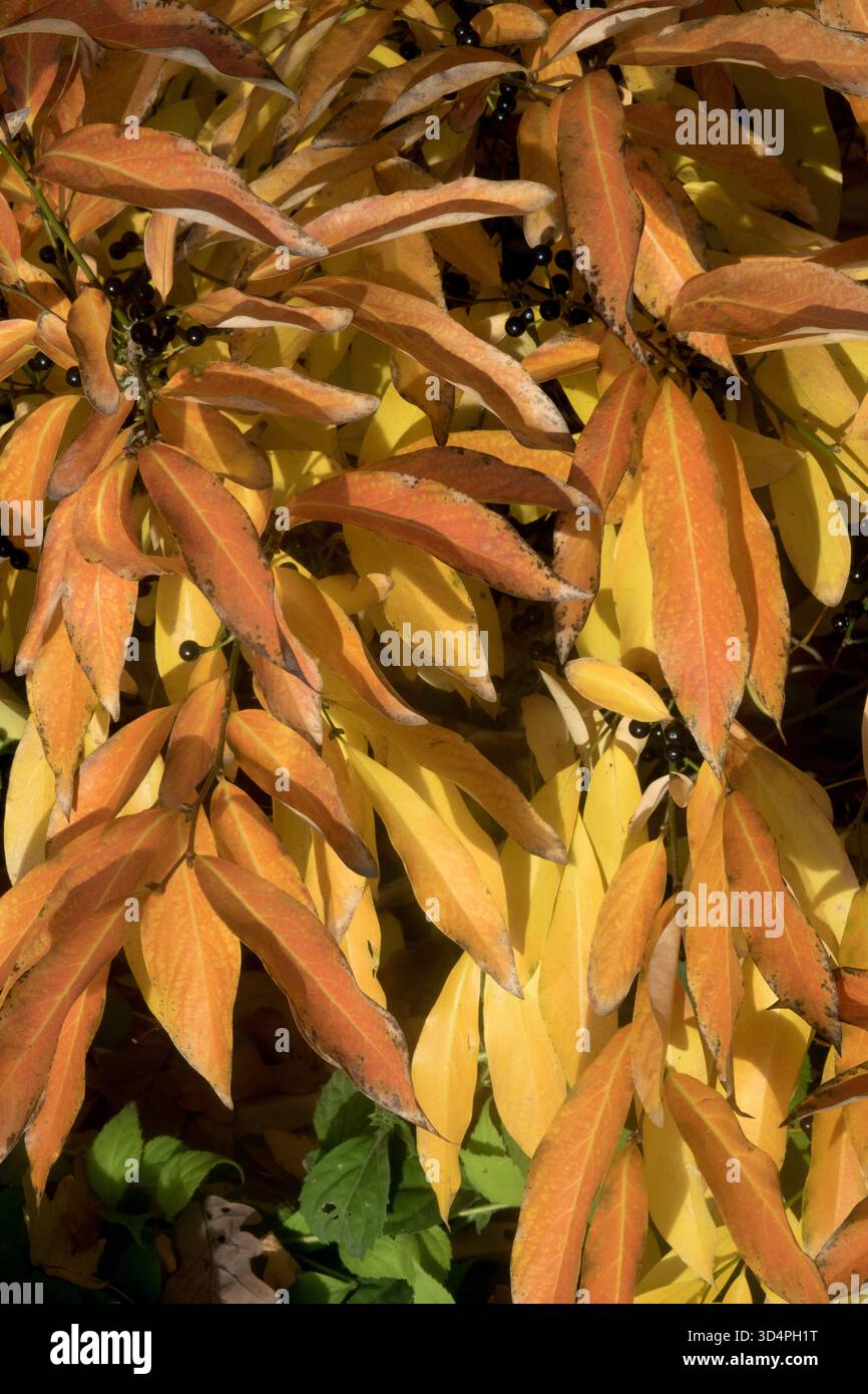 Lindera angustifolia, Spicebush à feuilles étroites Banque D'Images