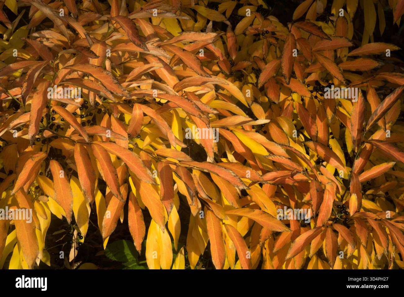 Feuilles jaunâtres, feuillage tourné arbuste Lindera angustifolia Banque D'Images