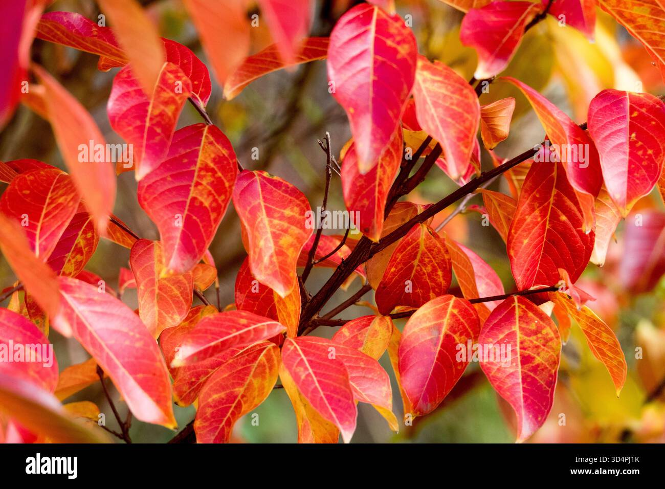 Crêpe myrte Lagerstroemia indica feuillage en automne Banque D'Images