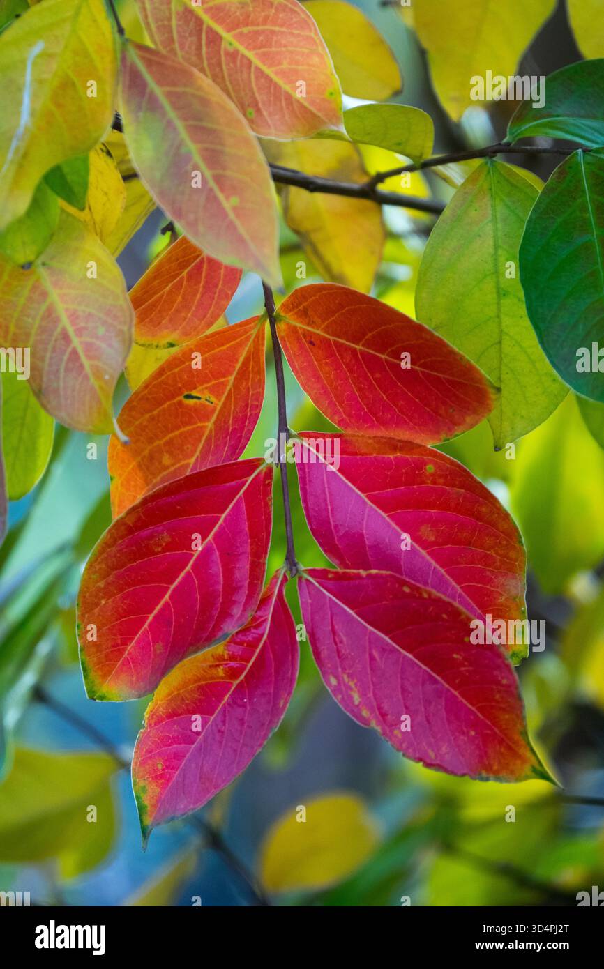 Crêpe myrte Lagerstroemia indica feuilles d'automne Banque D'Images