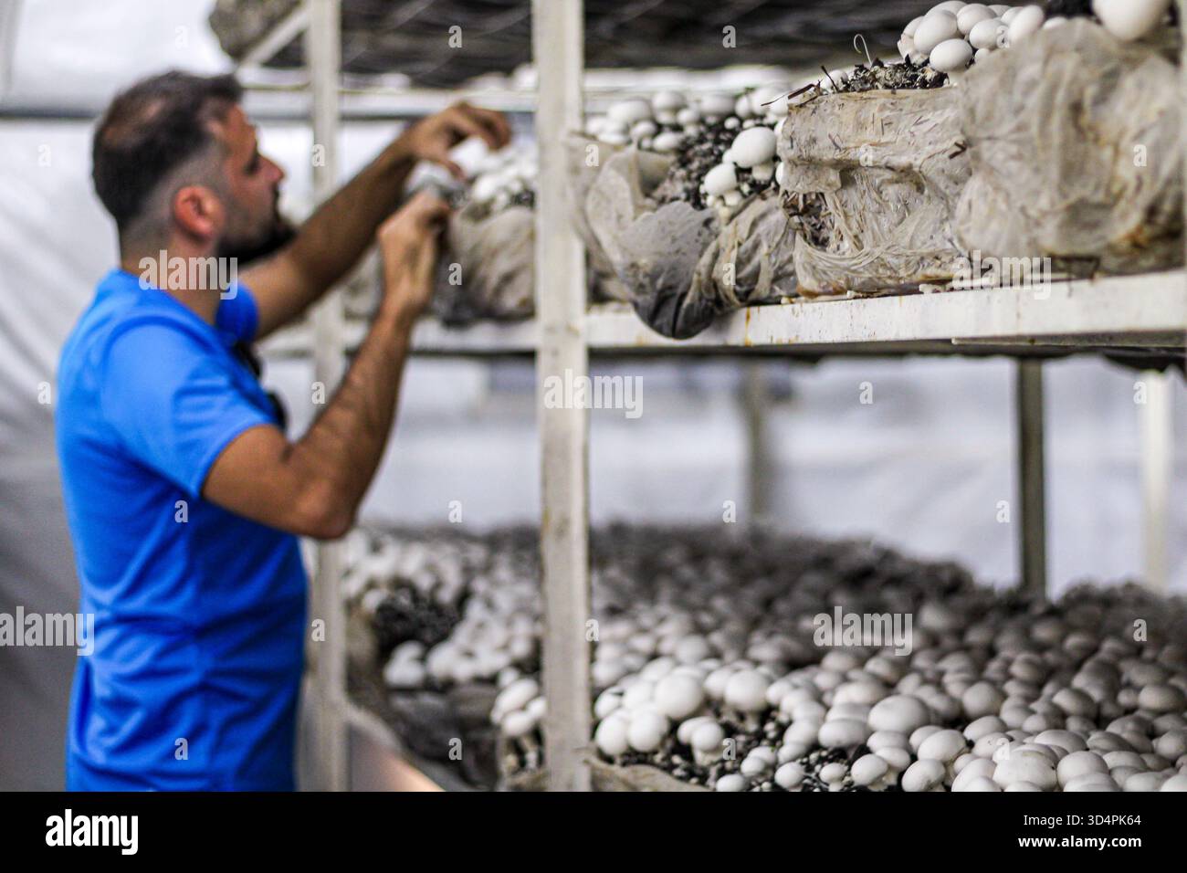 Homme récoltant des champignons blancs dans une ferme intérieure, montrant l'agriculture biologique et le processus de production alimentaire durable. Banque D'Images