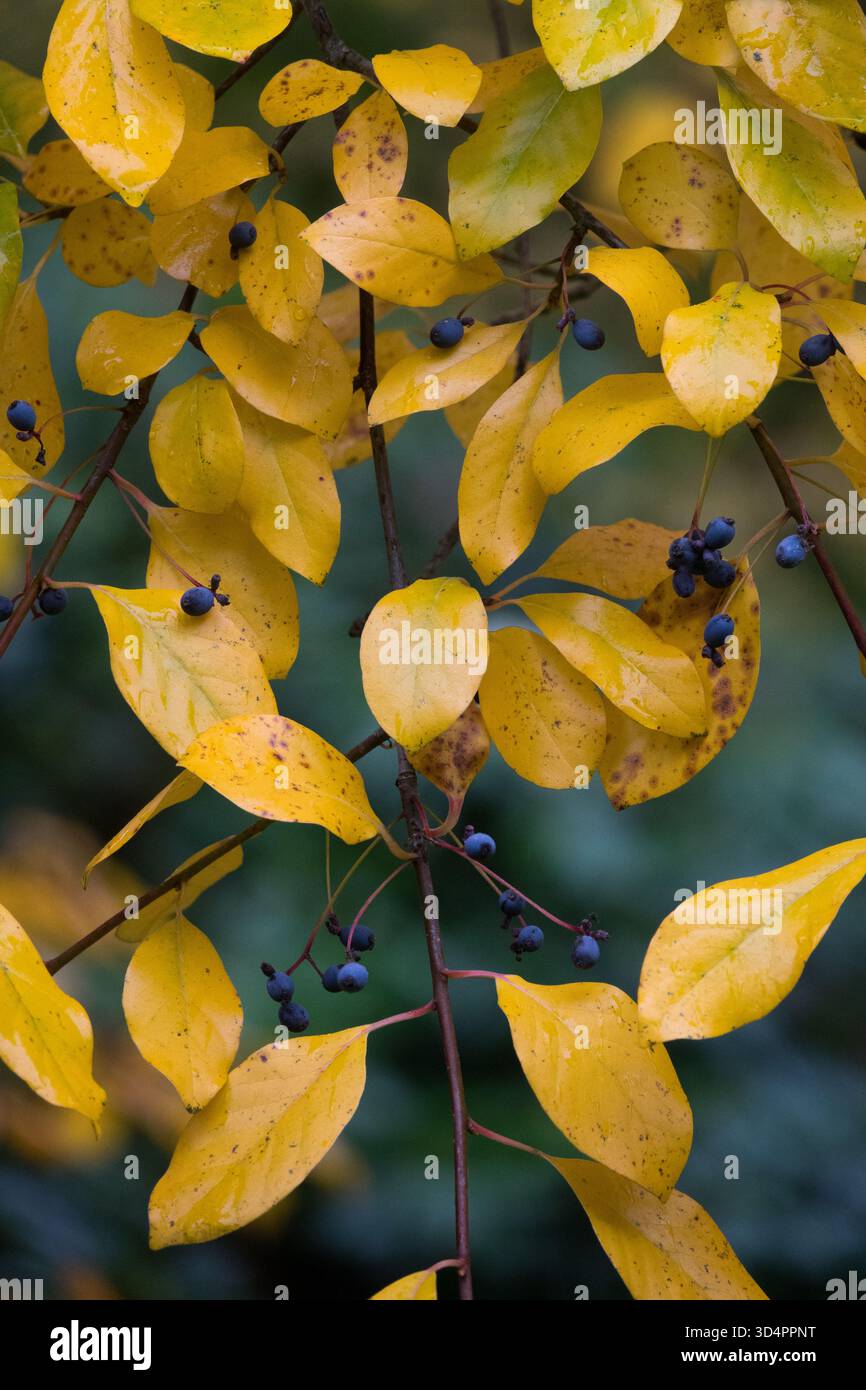 Baies fruits en maturation graines fruits en fructification fruits en graine fruit Berry Nyssa sylvatica Black Gum Black Tupelo Autumn Sour Gum Pepperidge Beetlebung Banque D'Images