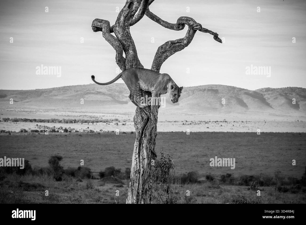 Lionne grimpant soigneusement un arbre sec dans la savane africaine, en arrière-plan une chaîne de montagnes et une végétation verte, lors d'un safari au Kenya Banque D'Images