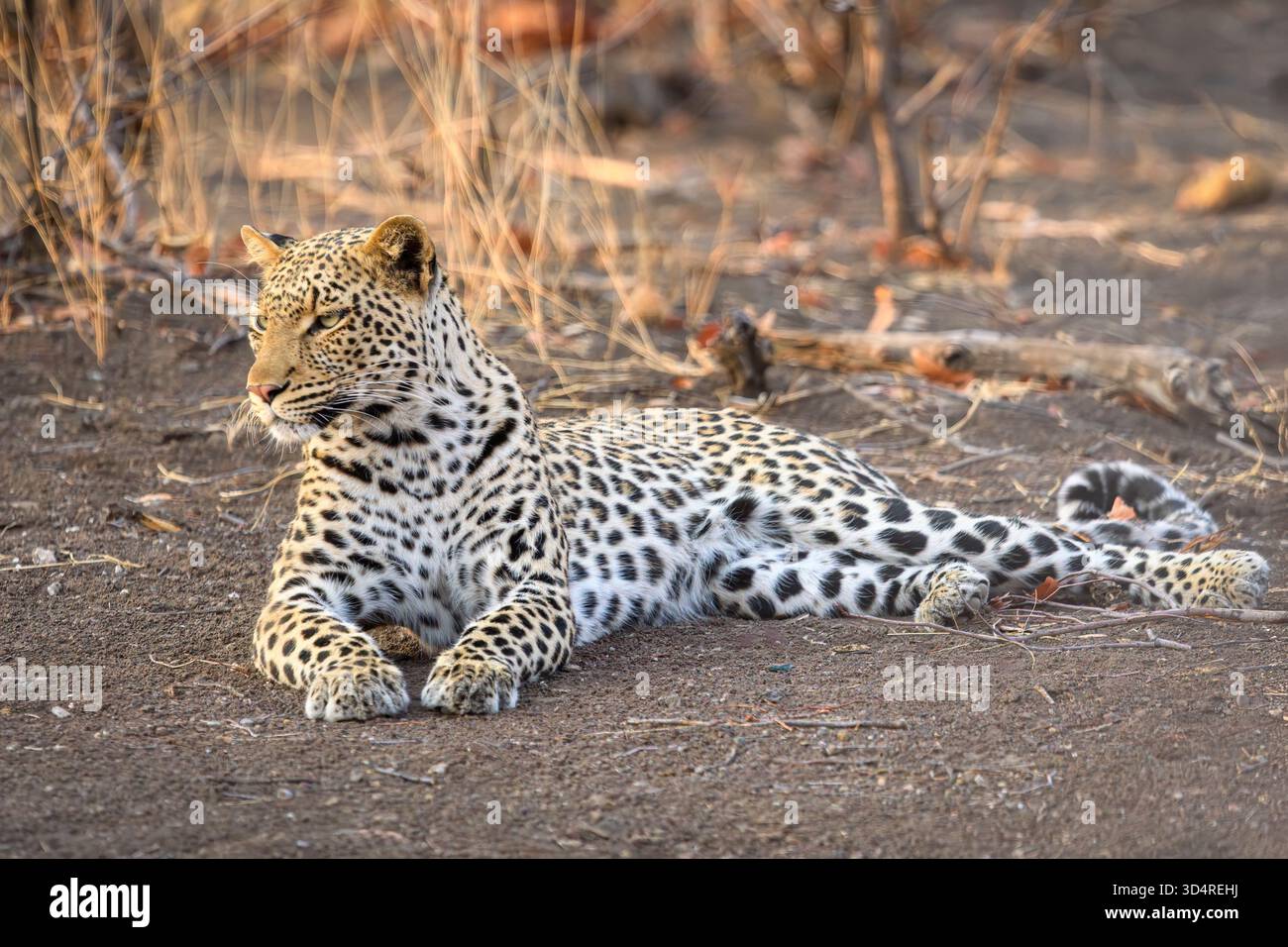 Léopard africain, Panthera pardus, réserve de gibier de Mashatu, Botswana Banque D'Images