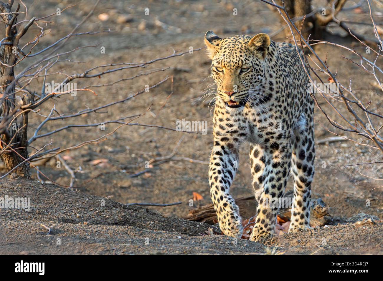 Léopard africain, Panthera pardus, réserve de gibier de Mashatu, Botswana Banque D'Images