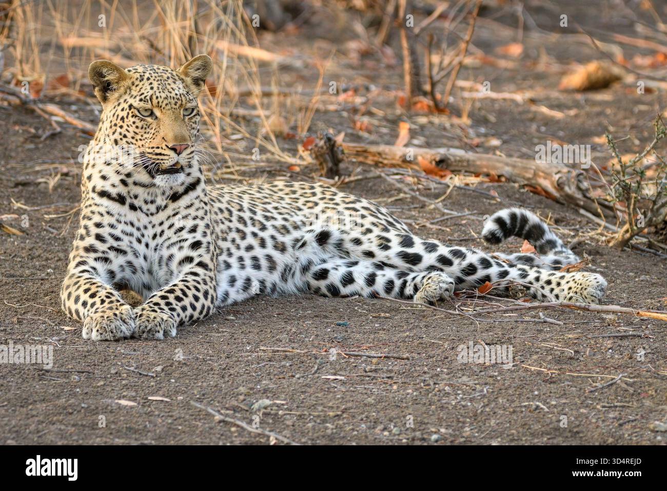 Léopard africain, Panthera pardus, réserve de gibier de Mashatu, Botswana Banque D'Images
