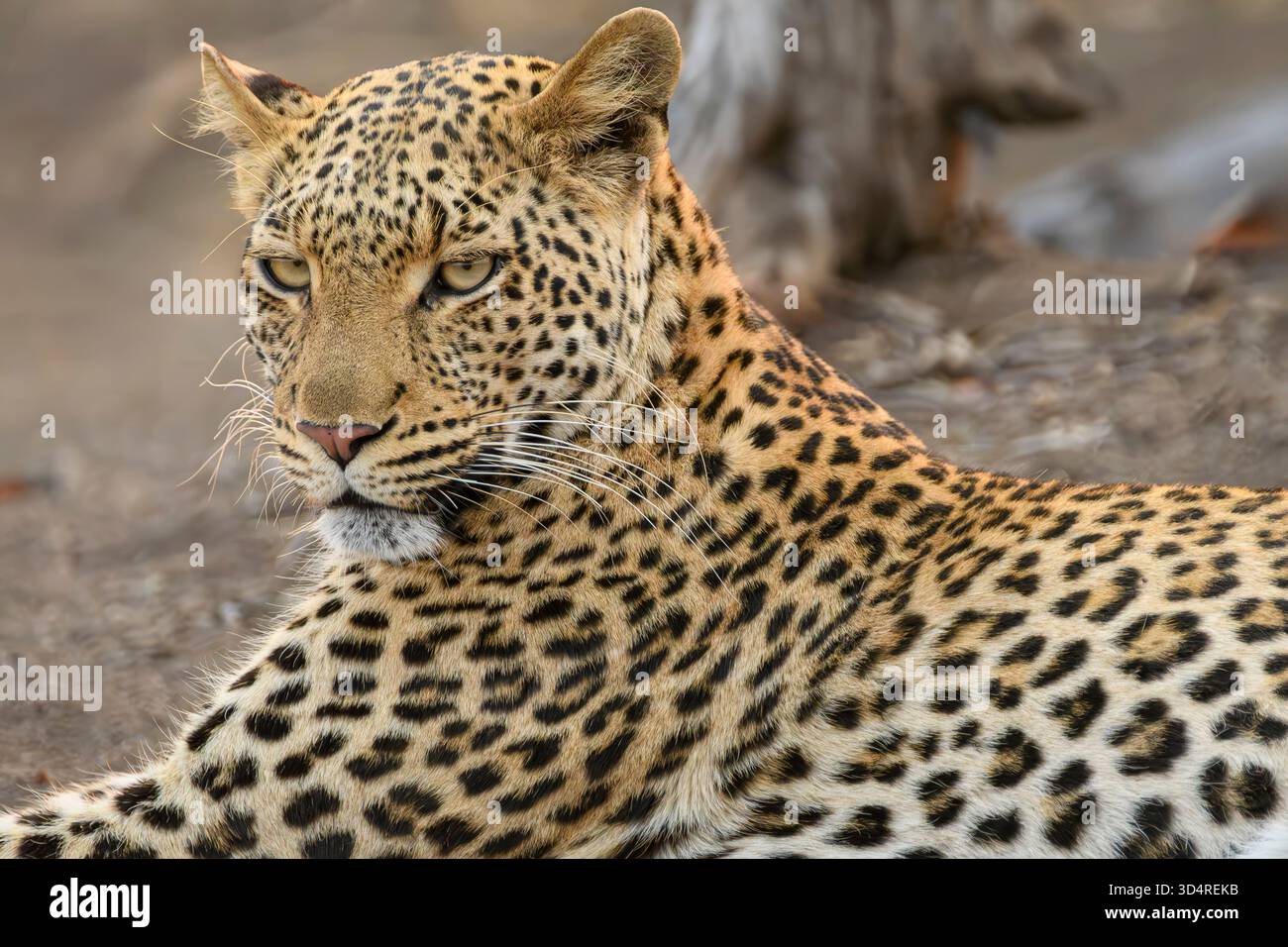 Léopard africain, Panthera pardus, réserve de gibier de Mashatu, Botswana Banque D'Images
