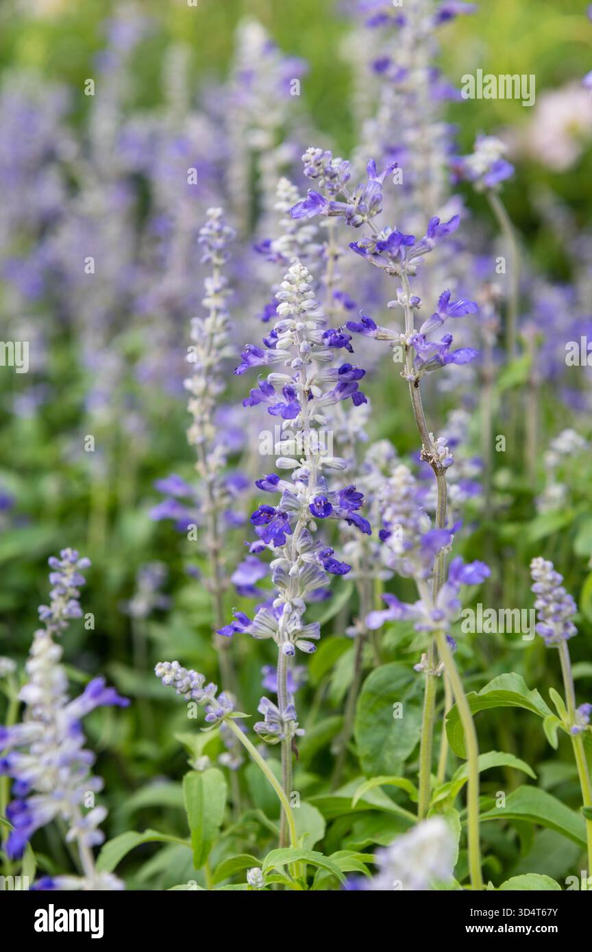 Gros plan d'une fleur de farinacea Victoria Blue Salvia poussant dans le champ Banque D'Images
