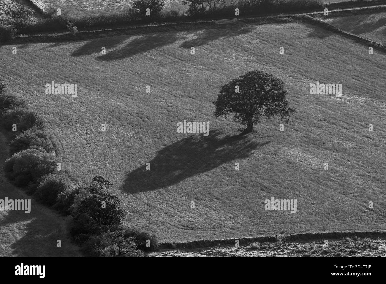 Terre agricole monotone avec un arbre solitaire projetant une longue ombre Banque D'Images