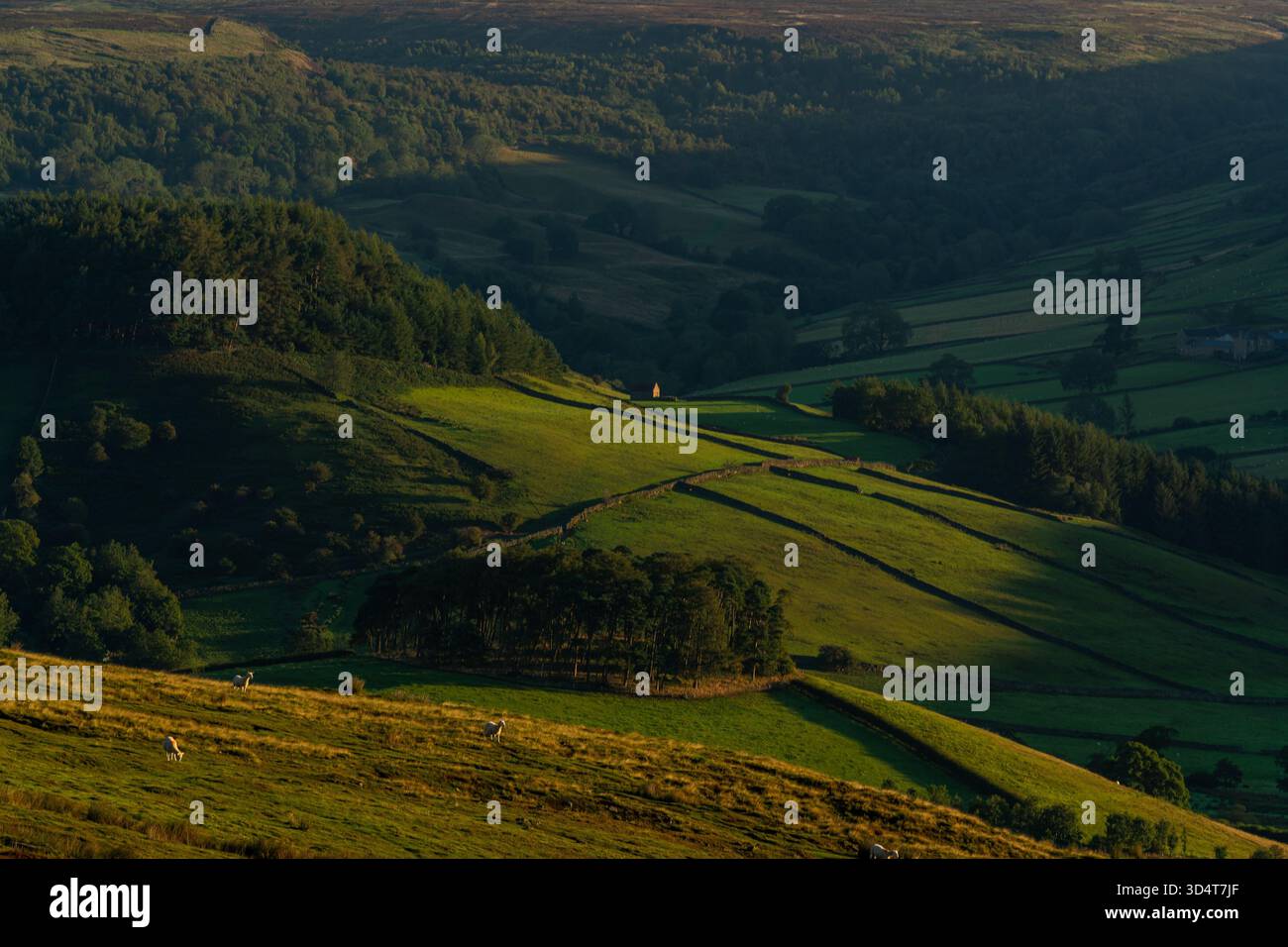 Collines ensoleillées et champs avec moutons et longues ombres Banque D'Images