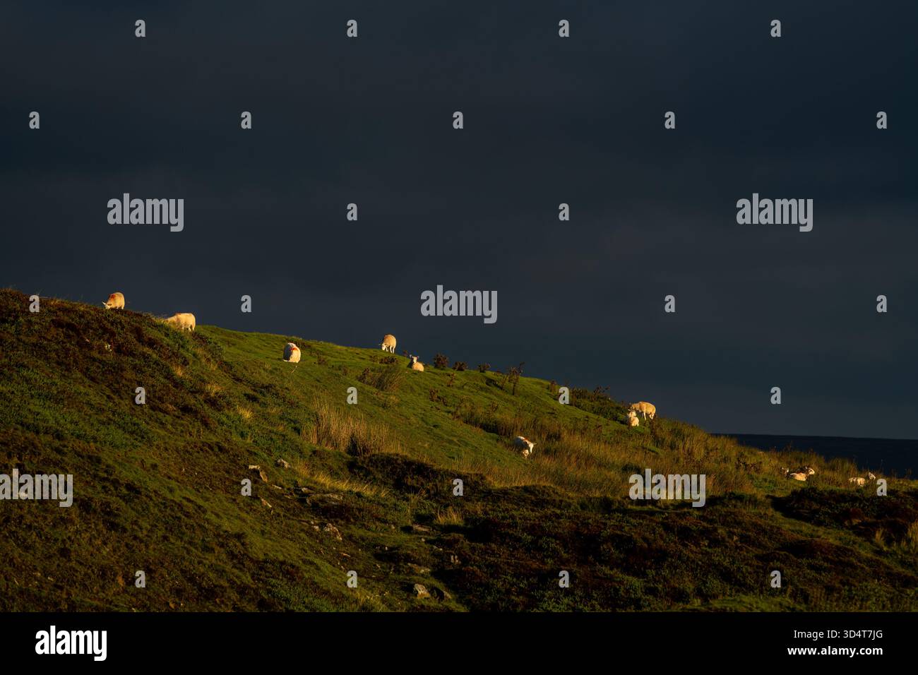 Moutons qui paissent sur une colline ensoleillée sous de sombres nuages de tempête Banque D'Images