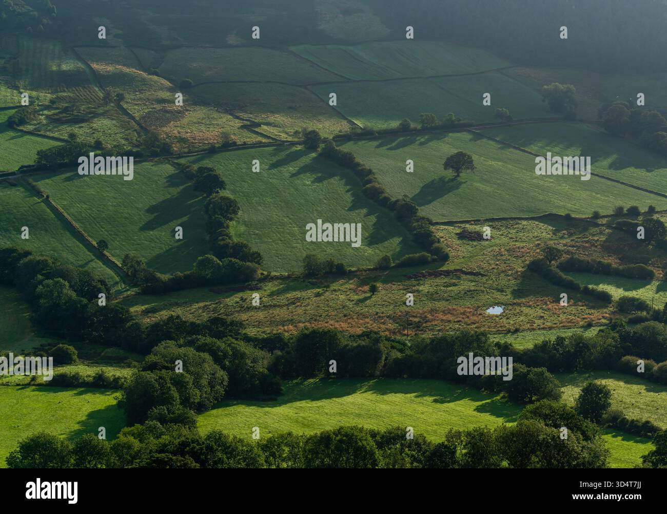 Lumière du matin et longues ombres à travers les champs verts et les haies Banque D'Images