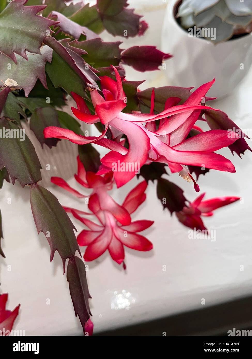 Gros plan d'un cactus de Noël en fleurs (Schlumbergera) avec des fleurs roses vibrantes placées par une fenêtre à l'intérieur, lumière naturelle du jour. - Image de stock capturée avec un smartphone